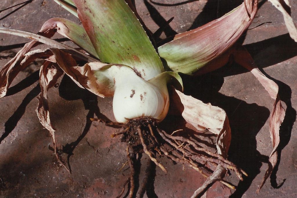 Aloe bulbicaulis