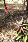 Aloe milne-redheadii