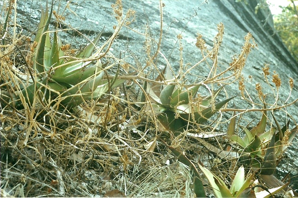 Aloe mzimbana