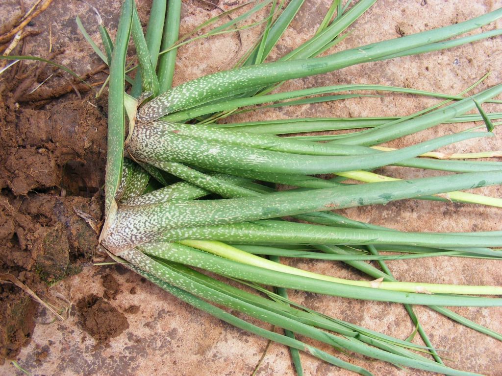 Aloe nuttii