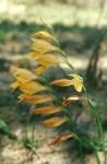 Gladiolus serapiiflorus