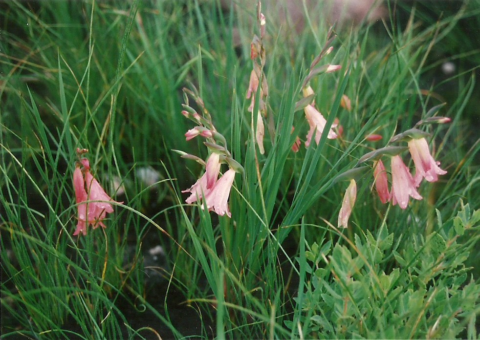 Gladiolus serenjensis