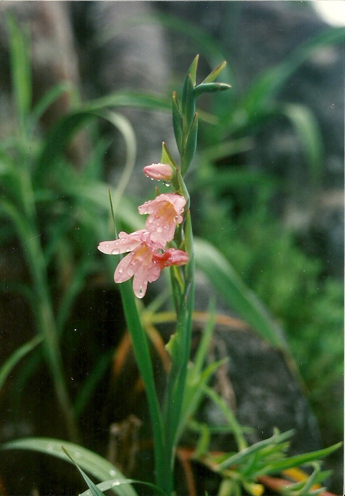Gladiolus serenjensis
