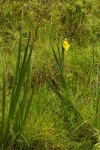 Gladiolus velutinus
