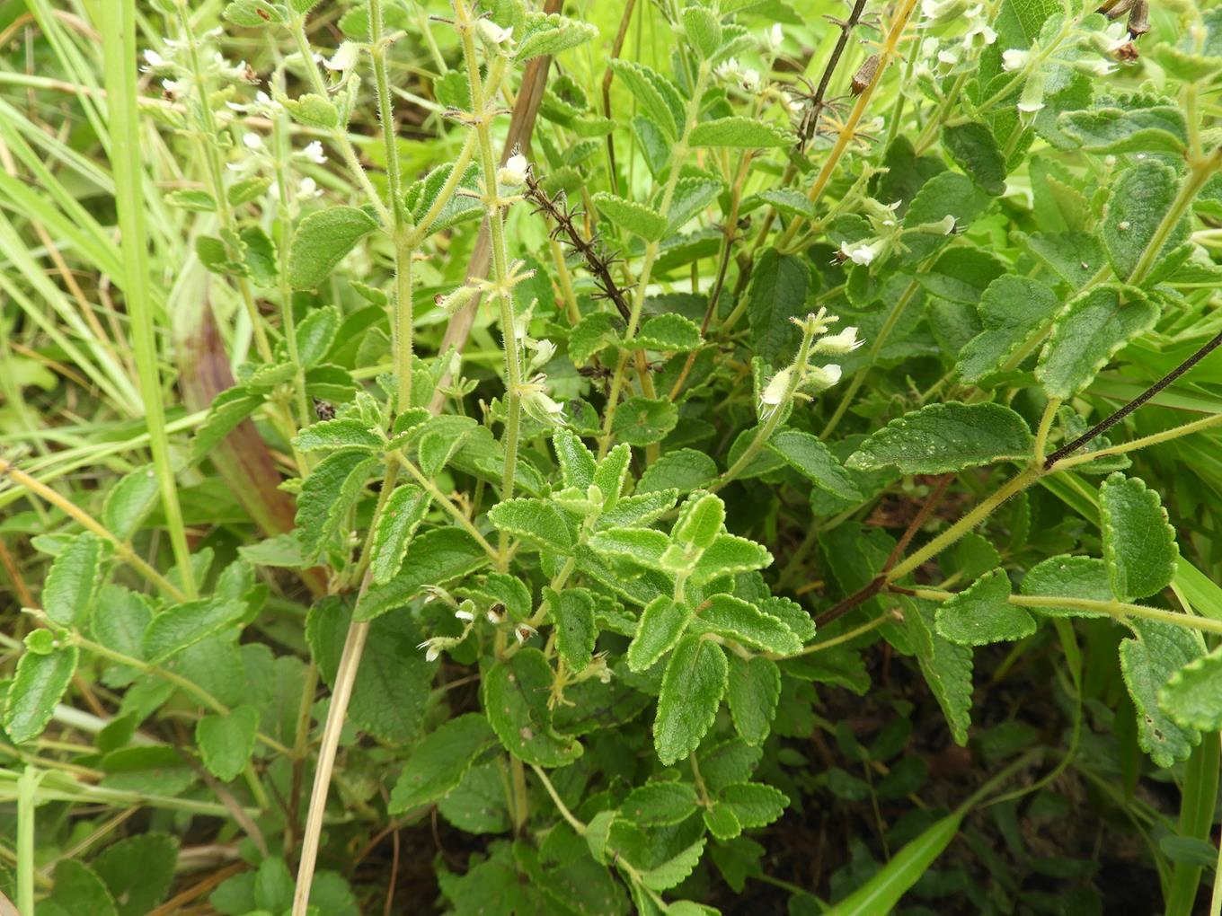 Ocimum lamiifolium