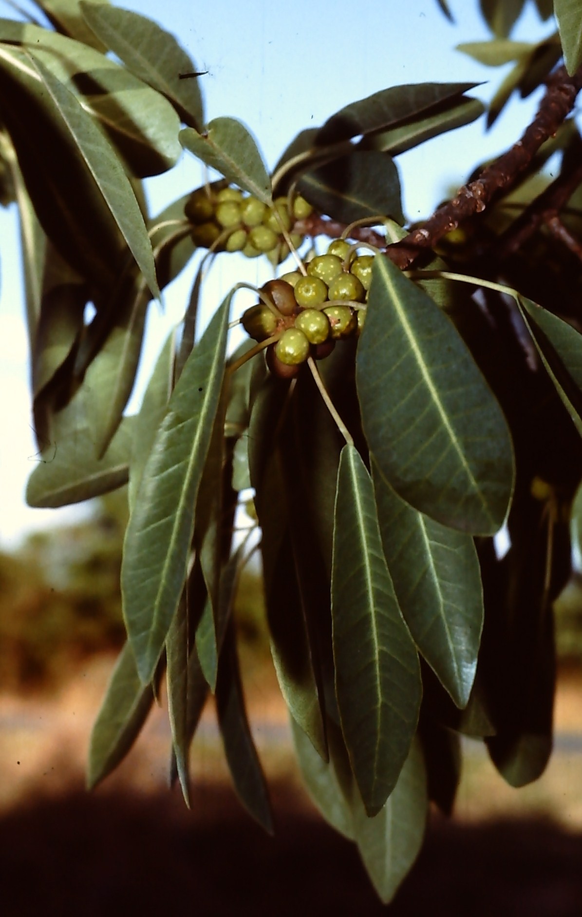Ficus persicifolia
