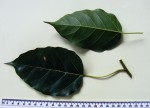 Ficus polita subsp. polita