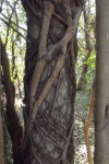 Ficus polita subsp. polita