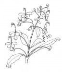 Rotheca luembensis subsp. luembensis var. luembensis