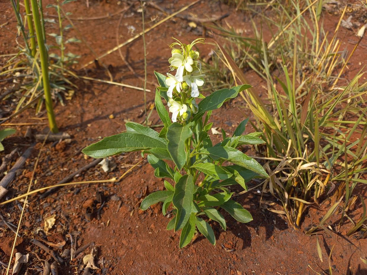 Rotheca luembensis subsp. luembensis var. luembensis