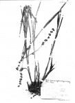 Scleria erythrorrhiza
