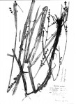 Scleria lacustris