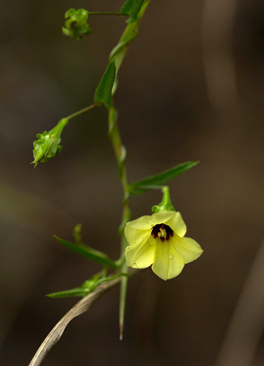 Xenostegia alatipes Xenostegia alatipes