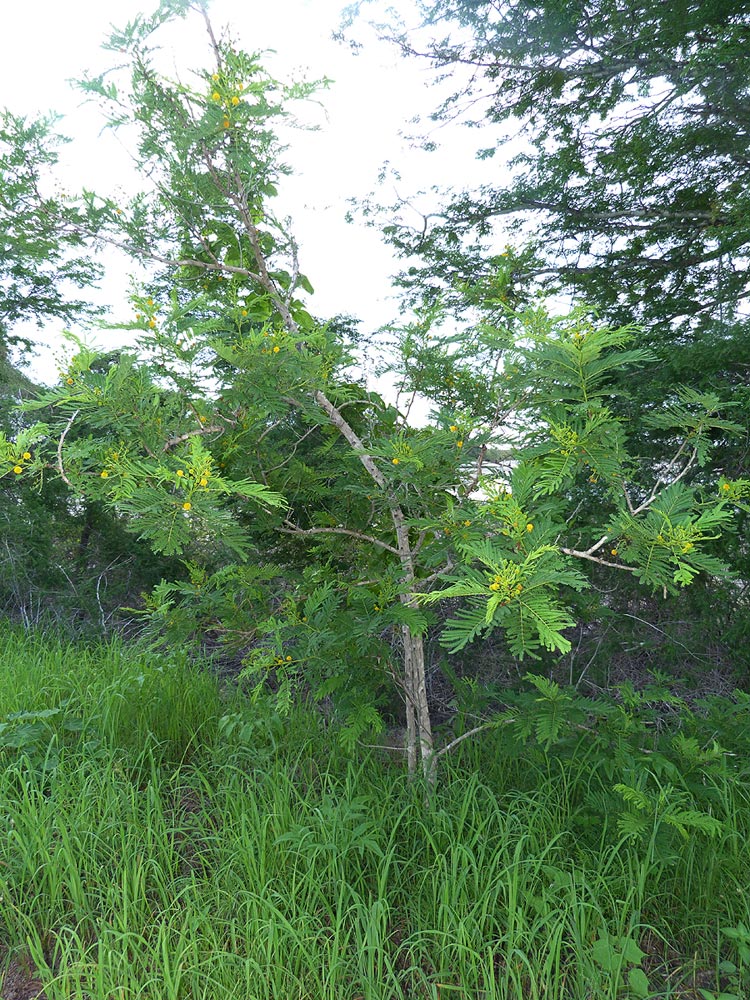 Acacia latispina