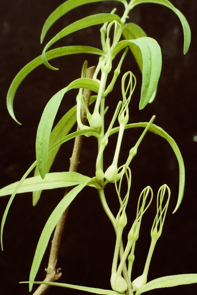 Ceropegia achtenii subsp. adolphii