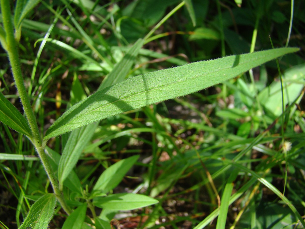 Ceropegia achtenii subsp. adolfi
