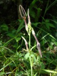 Ceropegia achtenii subsp. adolfi