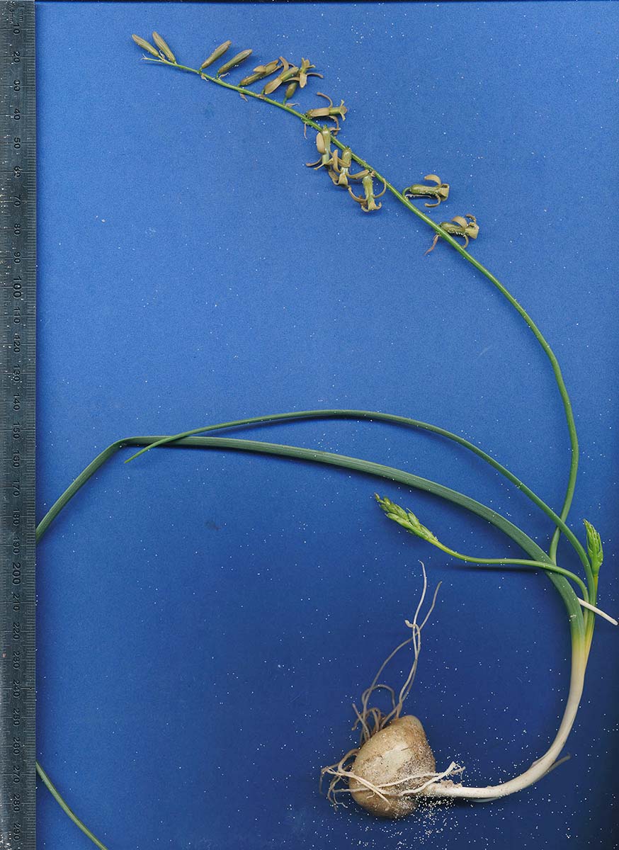 Dipcadi brevifolium