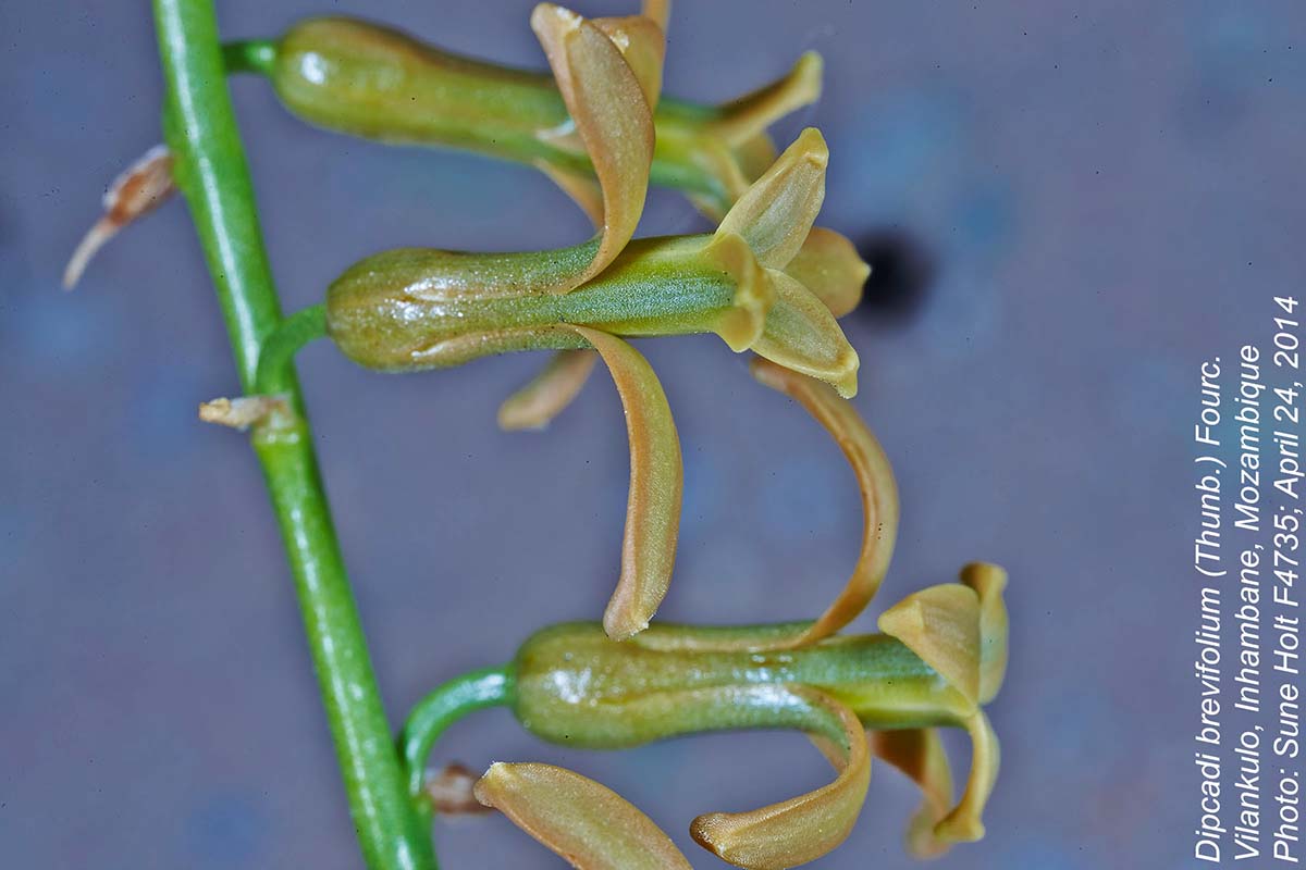 Dipcadi brevifolium