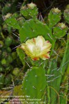 Opuntia monacantha