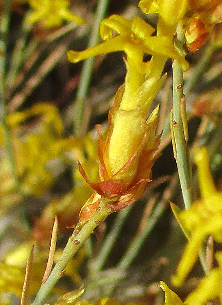 Gnidia polycephala