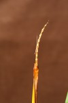 Eleocharis acutangula