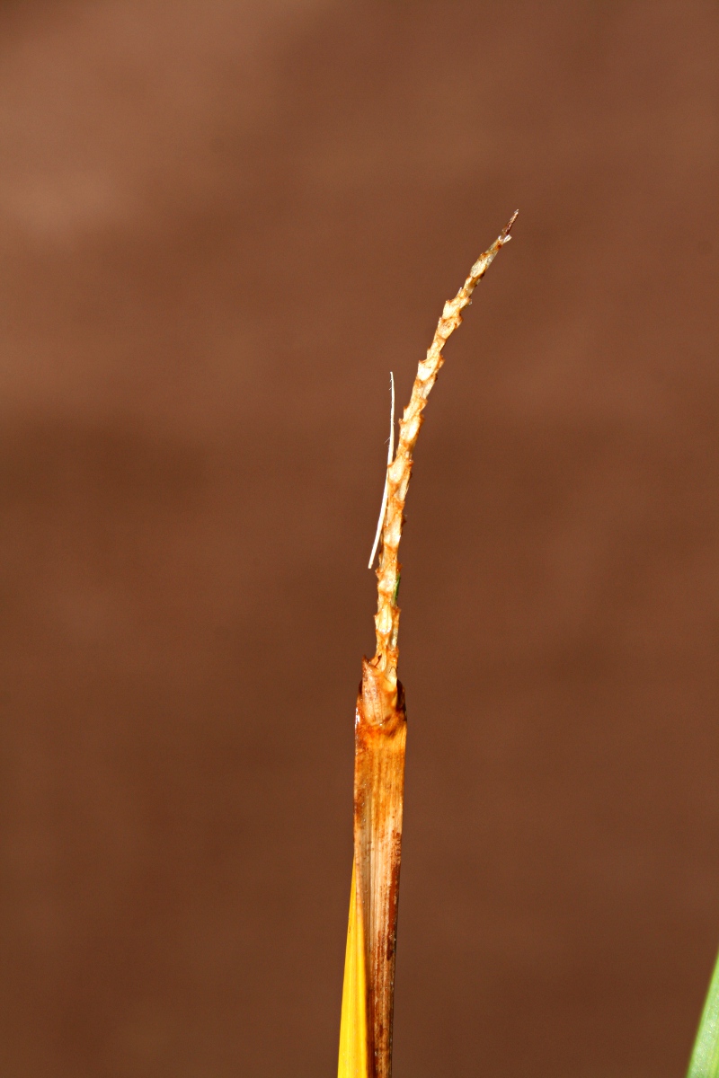 Eleocharis acutangula