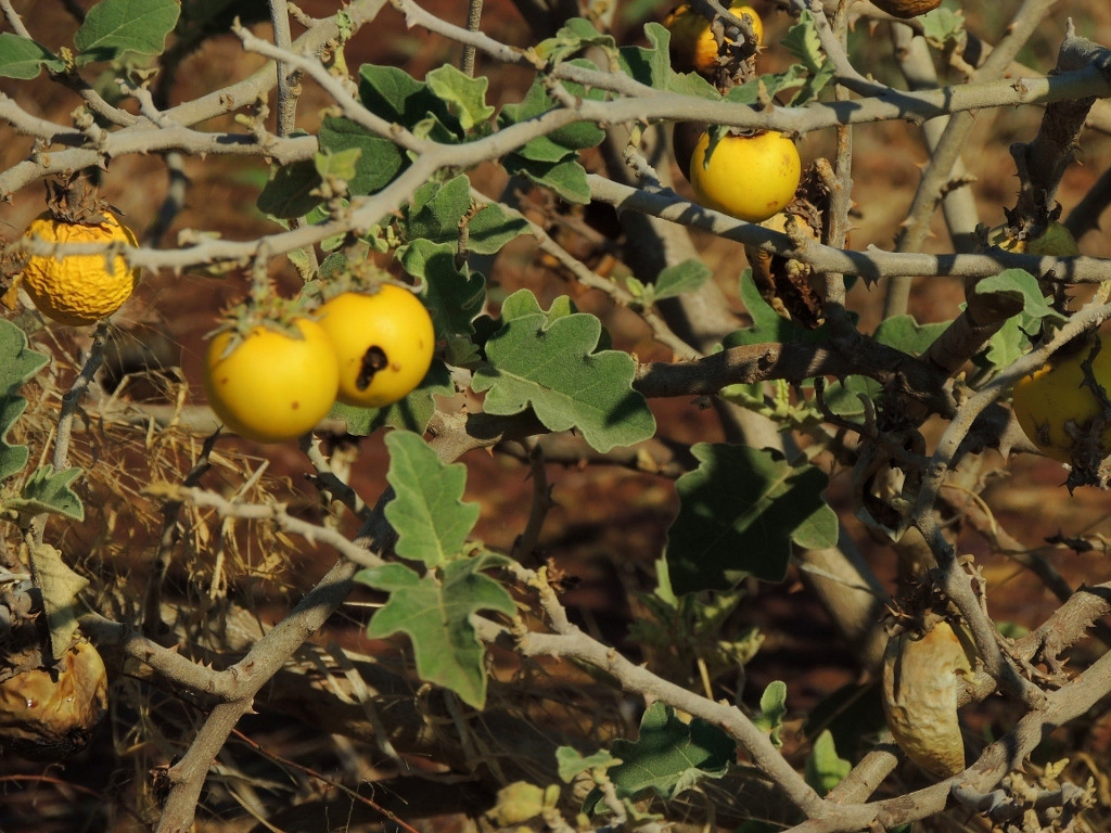 Solanum lichtensteinii