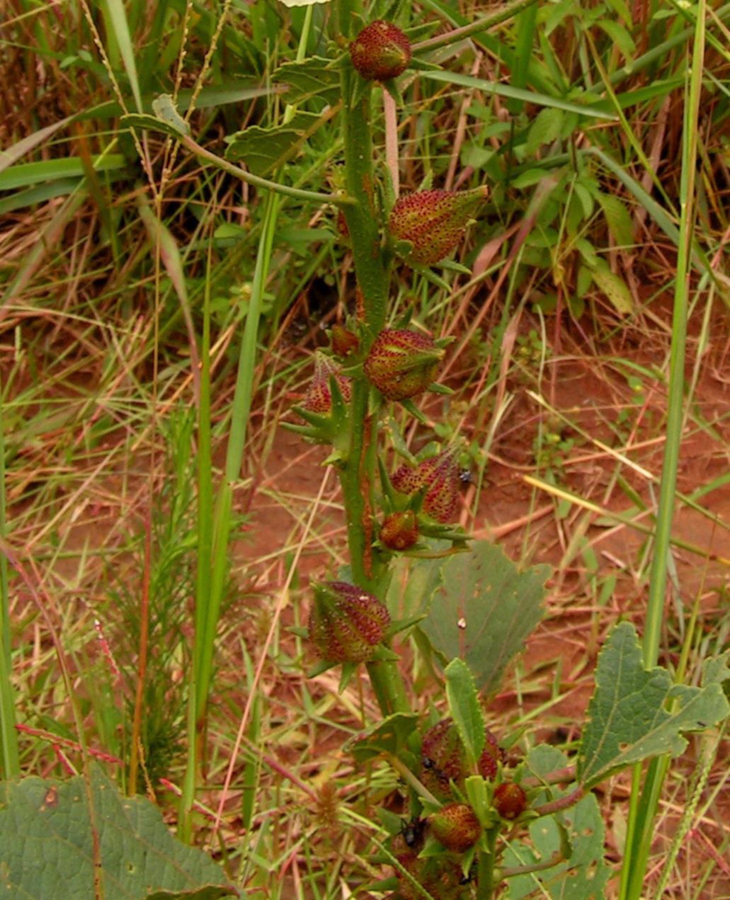 Hibiscus calyphyllus