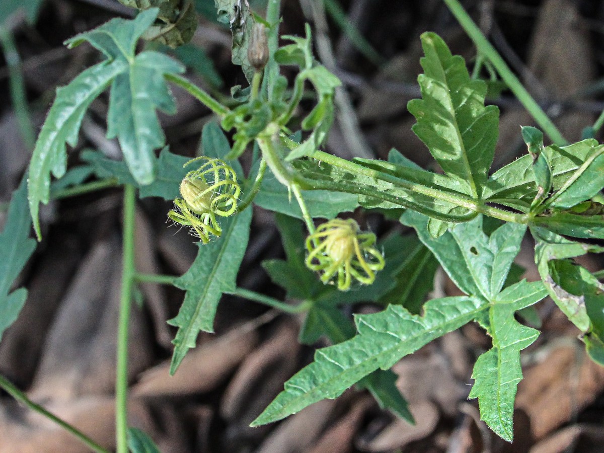 Pavonia transvaalensis