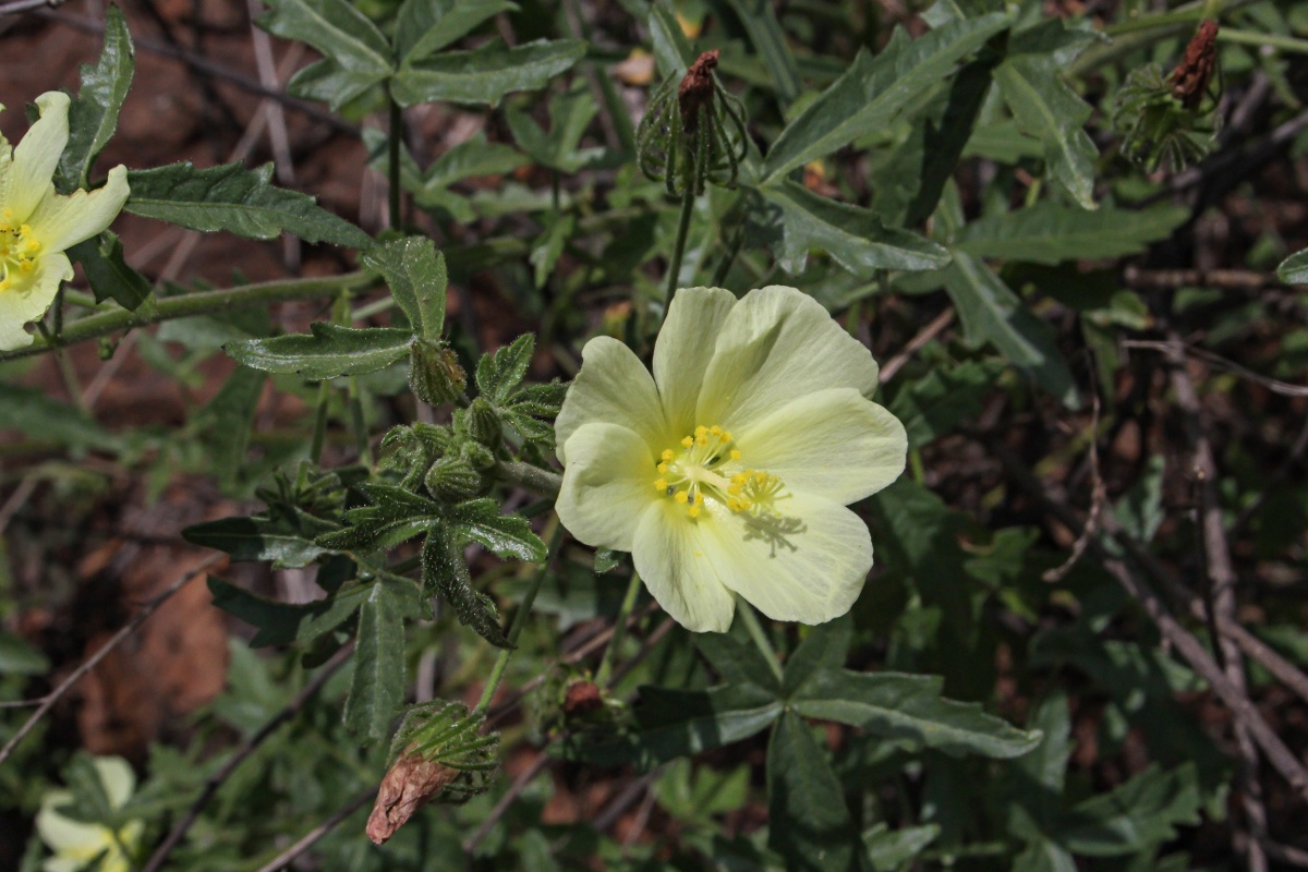 Pavonia transvaalensis