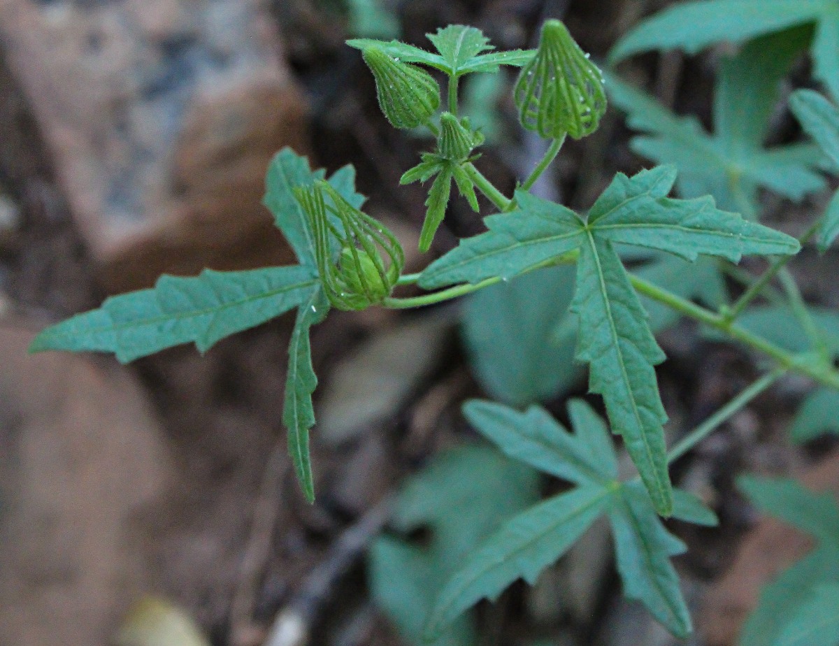 Pavonia transvaalensis