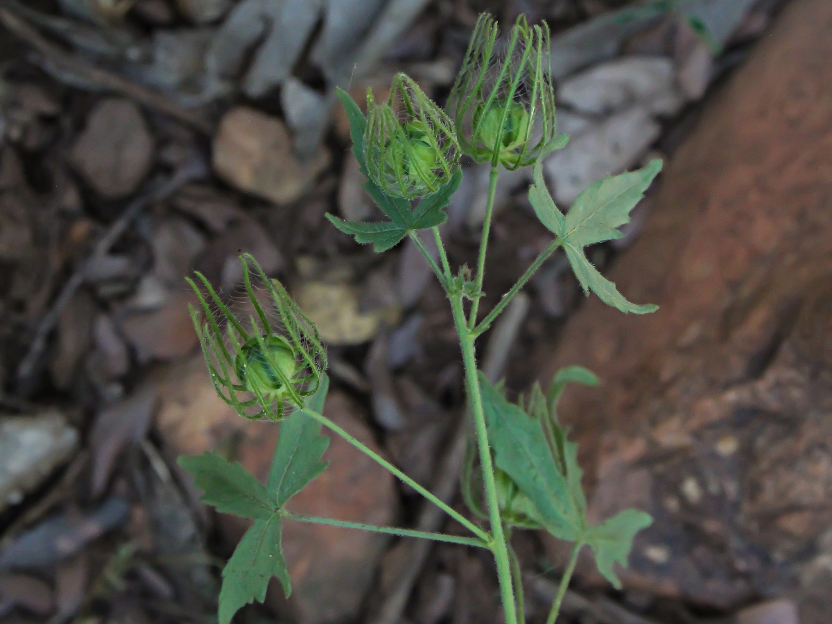 Pavonia transvaalensis Pavonia transvaalensis