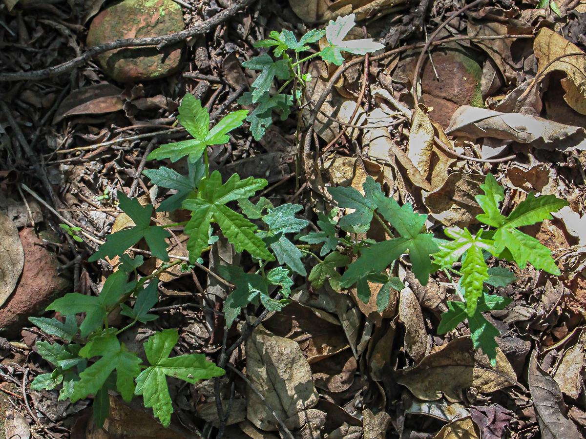 Pavonia transvaalensis Pavonia transvaalensis