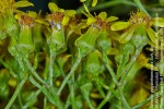Senecio polyanthemoides