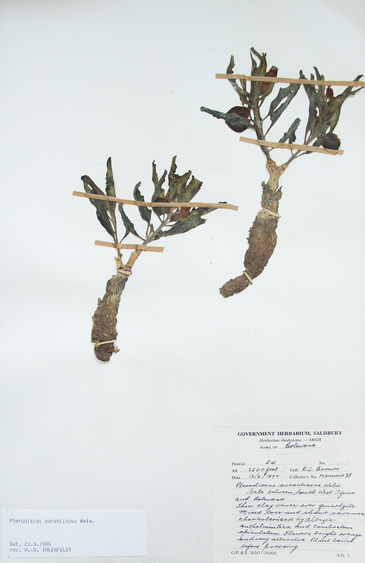 Pterodiscus aurantiacus