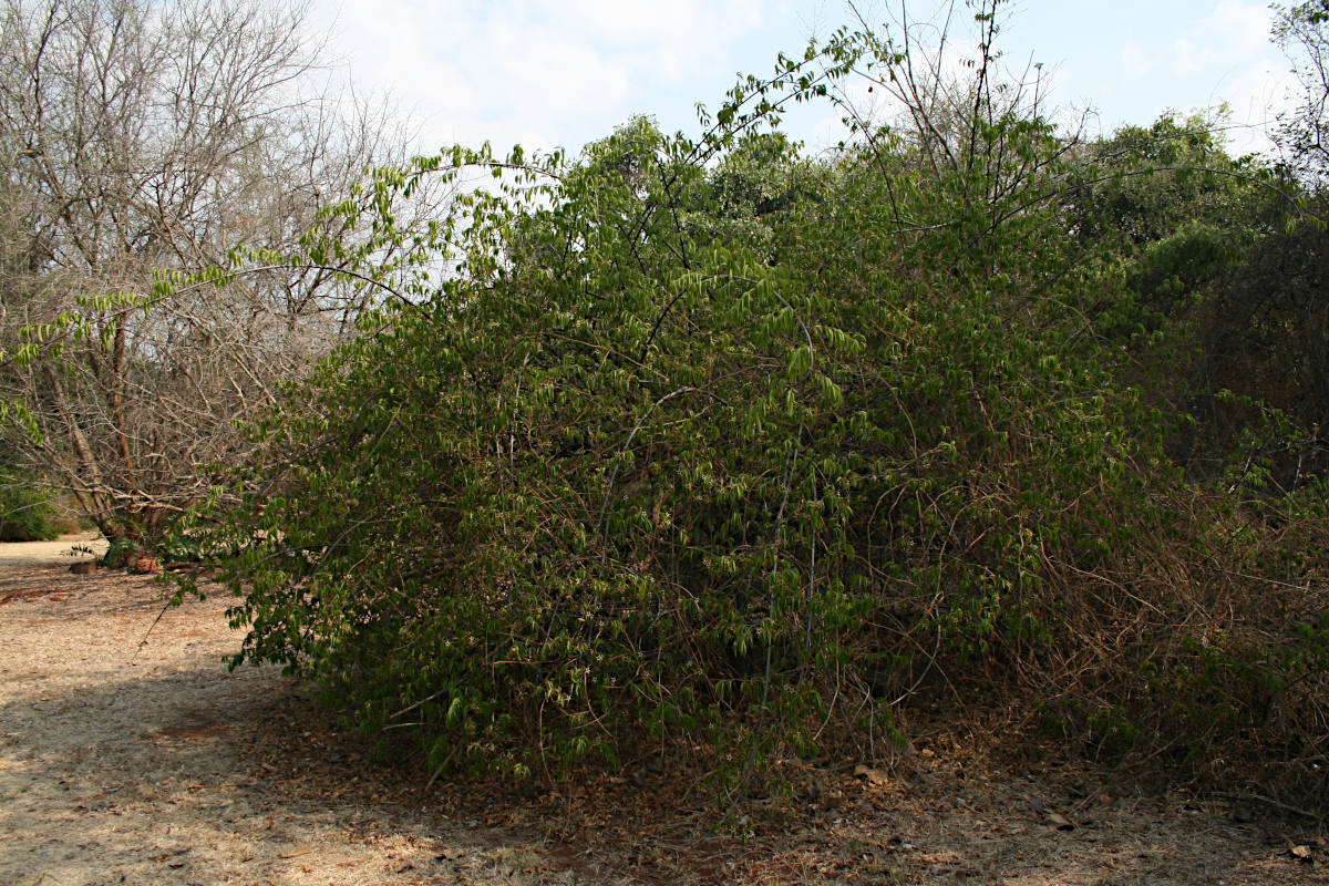 Strophanthus amboensis