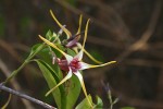 Strophanthus amboensis