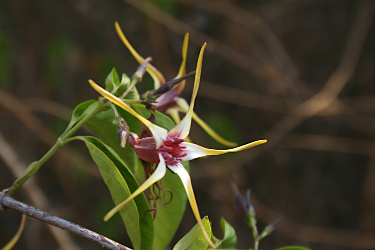 Strophanthus amboensis