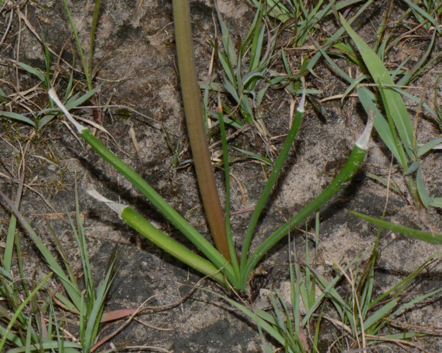 Crinum carolo-schmidtii Crinum carolo-schmidtii
