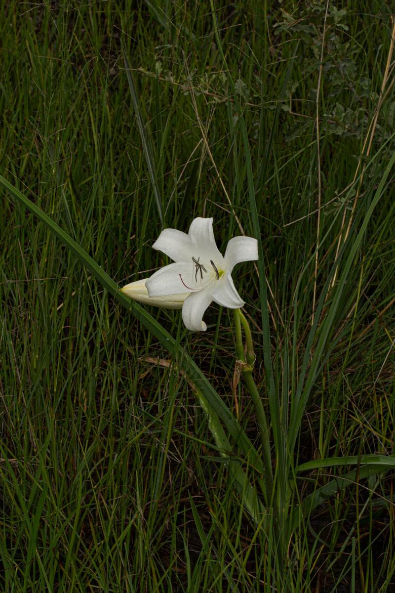 Crinum carolo-schmidtii Crinum carolo-schmidtii