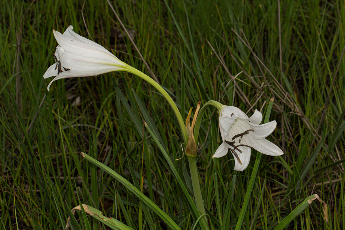 Crinum carolo-schmidtii Crinum carolo-schmidtii