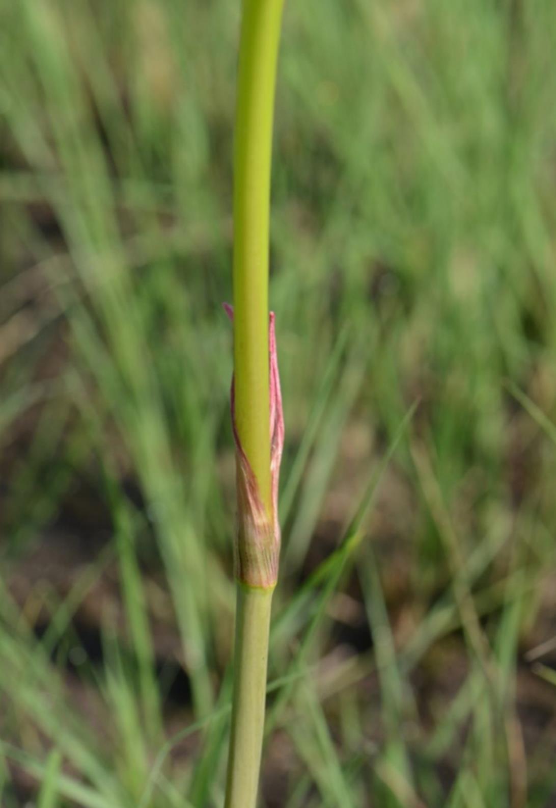 Crinum carolo-schmidtii Crinum carolo-schmidtii