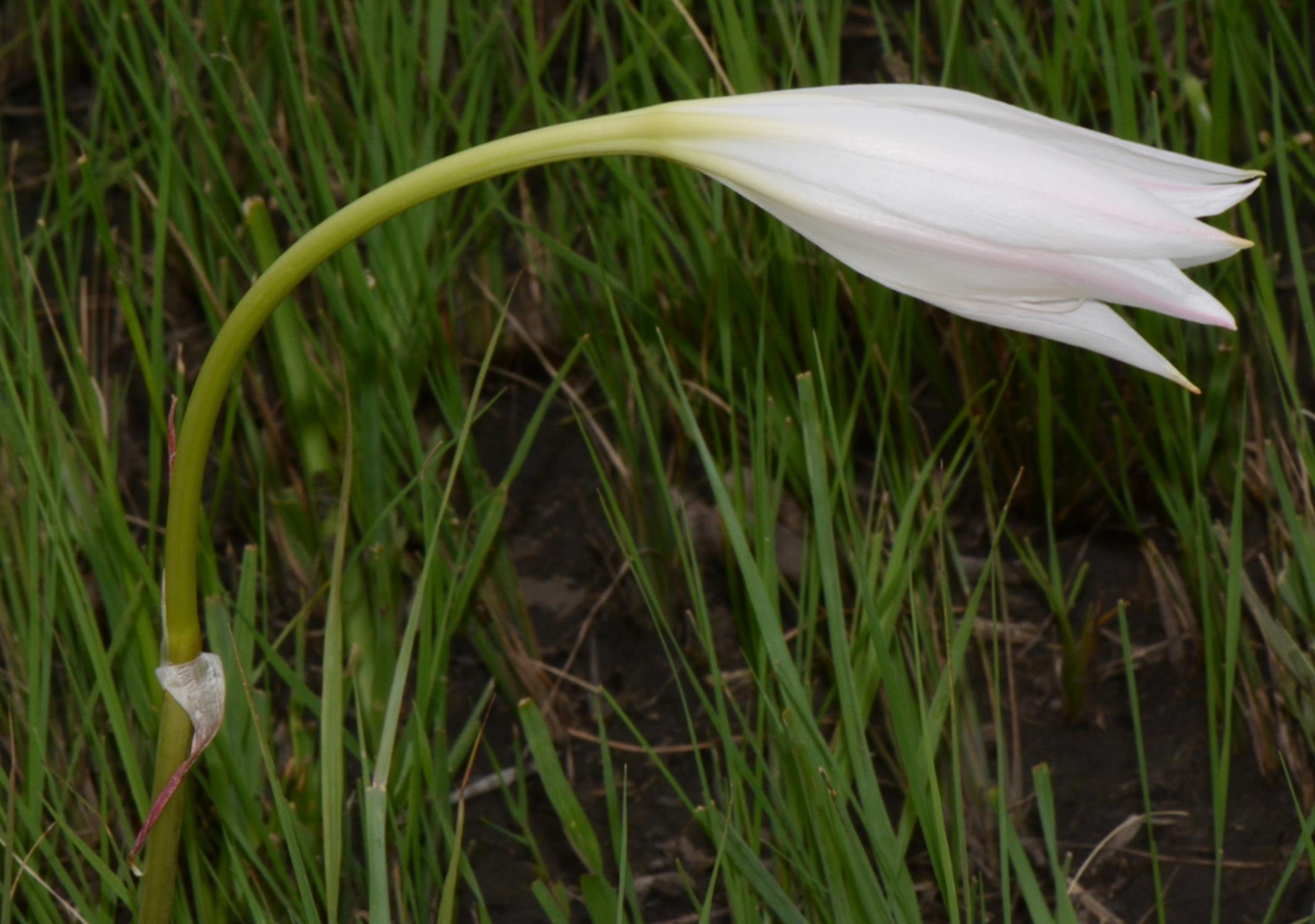 Crinum carolo-schmidtii Crinum carolo-schmidtii