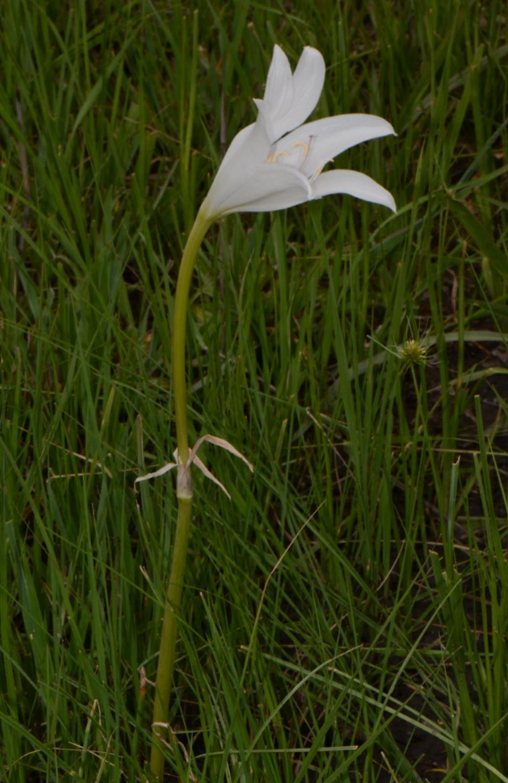Crinum carolo-schmidtii Crinum carolo-schmidtii