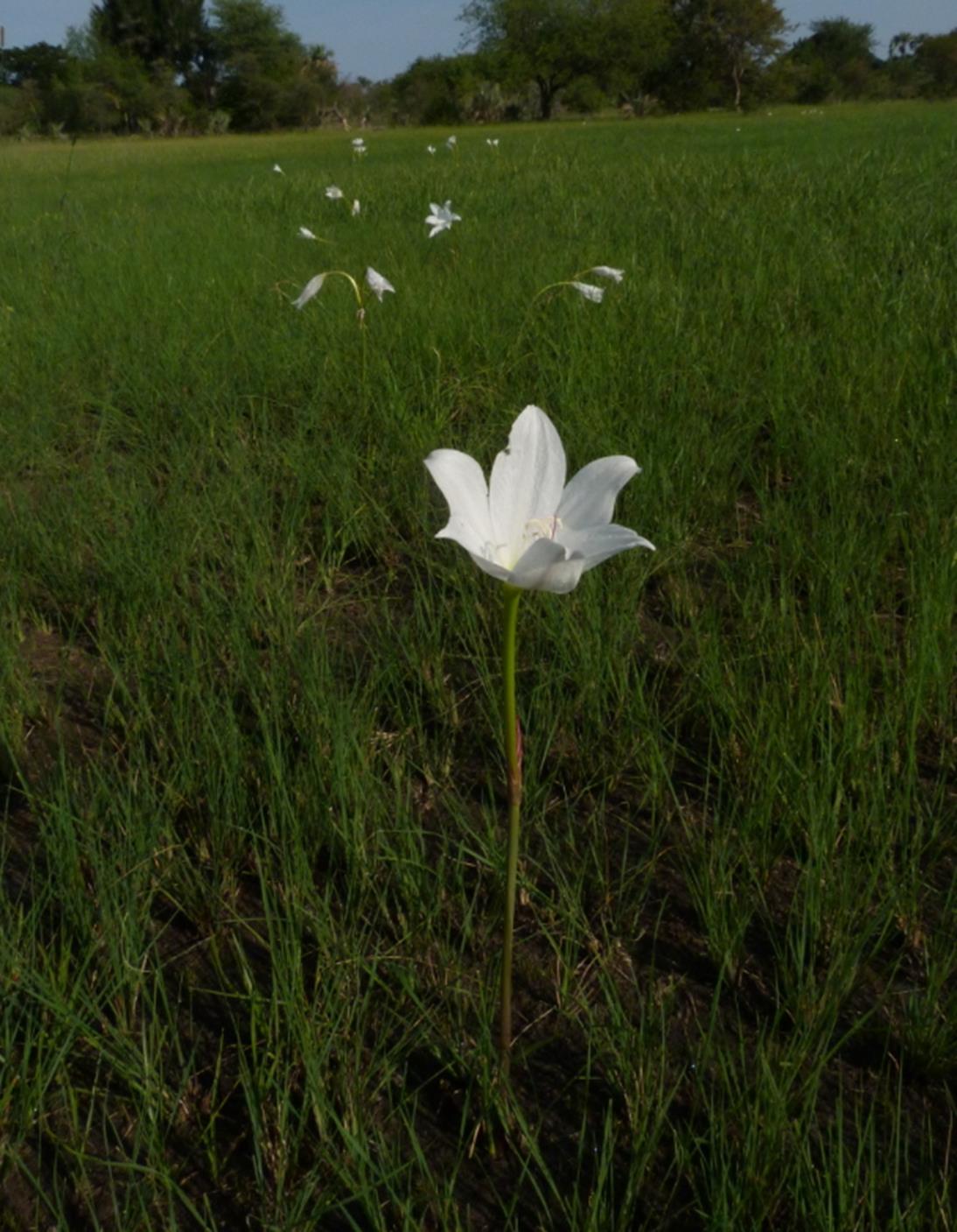 Crinum carolo-schmidtii Crinum carolo-schmidtii