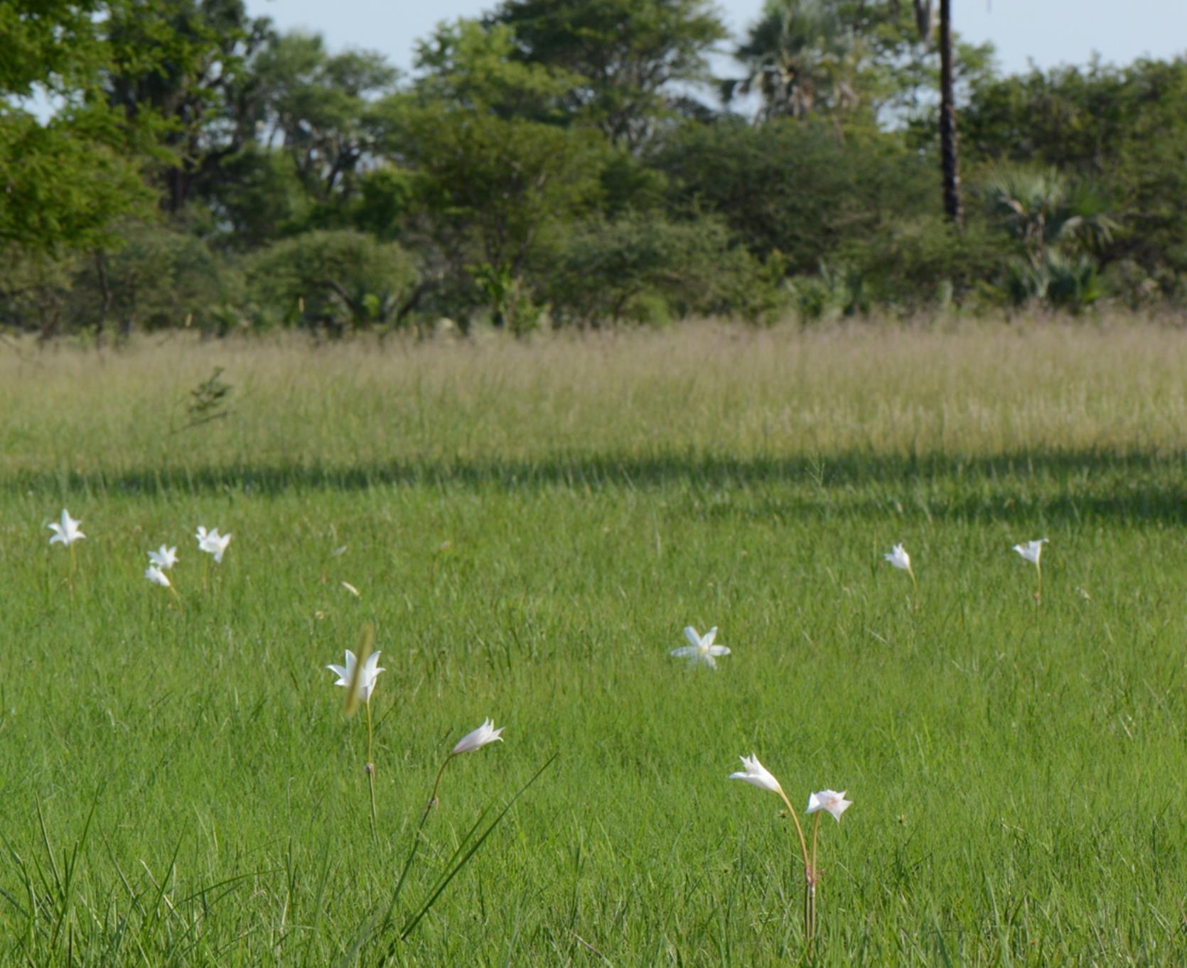 Crinum carolo-schmidtii Crinum carolo-schmidtii