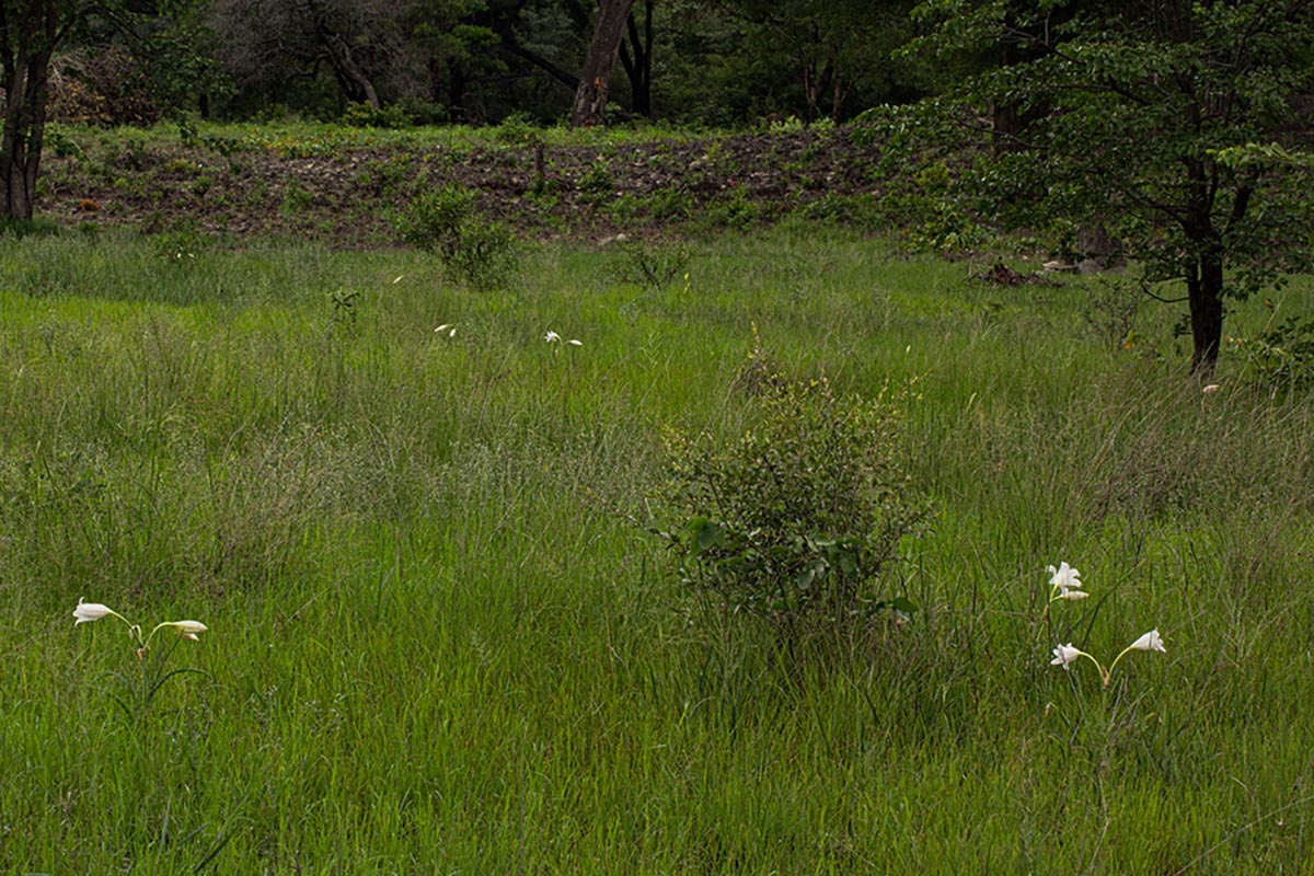 Crinum carolo-schmidtii Crinum carolo-schmidtii