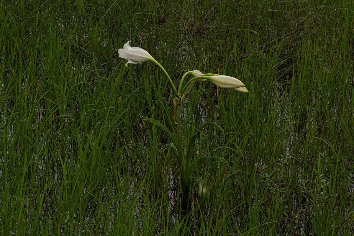 Crinum carolo-schmidtii Crinum carolo-schmidtii