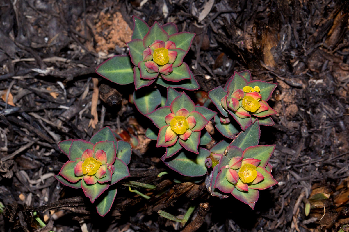Euphorbia daviesii